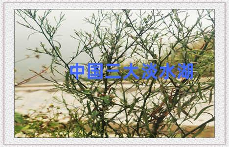 中国三大淡水湖