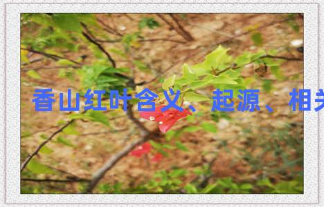 香山红叶含义、起源、相关知识
